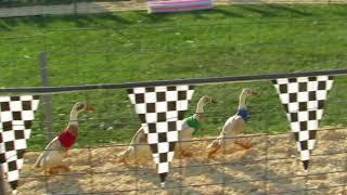 Runner Duck Racing Kenosha County Wi Fair 2017