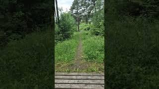 Ever just stood still and listened to the forest breathe? 