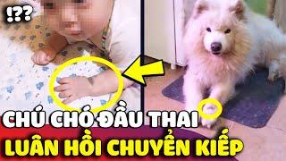 Ly kỳ câu chuyện chú chó 'ĐẦU THAI CHUYỂN KIẾP' để tái sinh trở về bên chủ nhân  | Gâu Đần