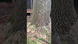 Giant Tree Right Over The Sewer Line. What could Possibly Go Wrong?