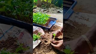 How to Pot Inca Marigold or গেঁদা Seedlings #shorts