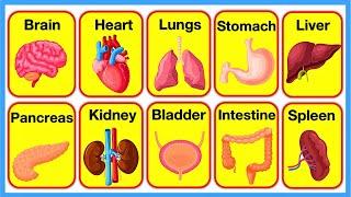 HUMAN BODY 🫀| Organs, Organ Systems, Skeleton, Cells, Muscles & Blood | Chapter 1