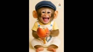 baby monkey eating peach 