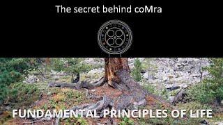 The Secret Behind coMra Therapy -  the Intuitive Understanding of Life