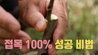 접목 이 방법이면 100% 성공