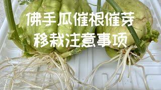 【种菜】佛手瓜催根催芽以及移栽注意事项｜Transplanting Chayote