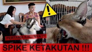 pertama kali nya SPIKE KETAKUTAN !!! Malamute vs Caracal - VLOG