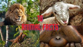 Animal Facts | Fast & Curious