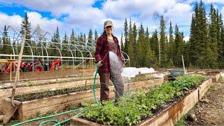 Duck Confit + Smoked Sweet Jerky | Pepper Troubles & Planting the Outdoor Garden