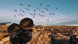 DUCK HUNTING A LOADED CORN FIELD FULL OF GREENHEADS!