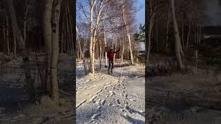 Chemicals released by trees phytoncides