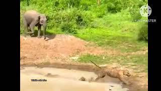 Does Tigers fear Elephants.