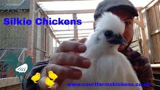 Silkie Chickens - a quick guide