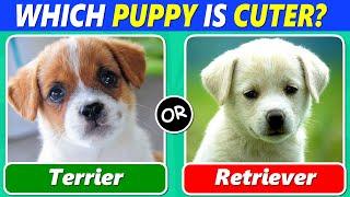 Which PUPPY is Cuter? (Ultimate Dog Lover Challenge)