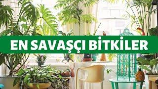 Bakımı Kolay Çiçekler! | Neredeyse Bakımı Olmayan En Savaşçı 4 Bitki!