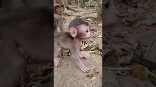 Daily update cute baby monkey and good mom #shorts