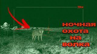 Охота на волка night wolf hunting 2024