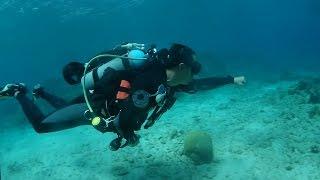 Fly The Reef - ONLY @ The Dive Bus, Curacao