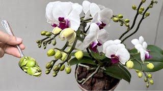 Only 1 spoon! Weak orchids bloom all year round in this easy way