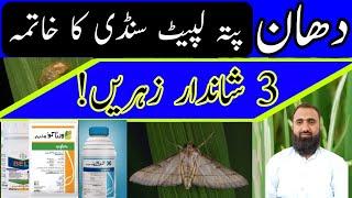 Rice Leaf Folder Chemical Control || Bilal Kanju Official