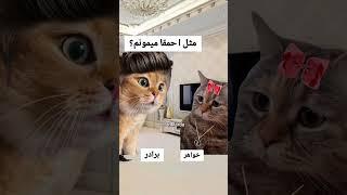 #جالب #باحال #cat #funny