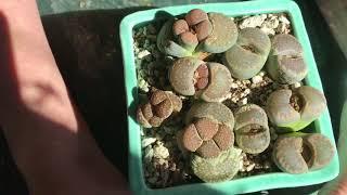 Lithops Rooting Update And Discussion