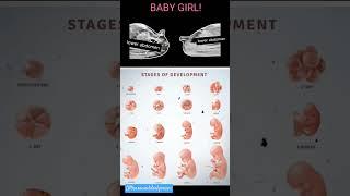 Tracing,  nub  theory for baby gender, BOY V GIRL #shorts#baby #nubtheory