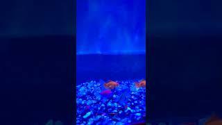 Spokofinalestic #music #fishlover