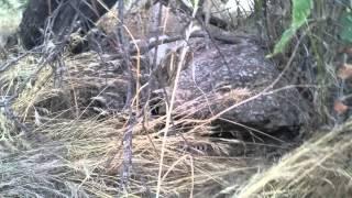 Rattlesnake at Saguaro National Park