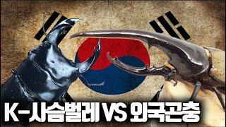 왕사슴벌레 VS 외국곤충 (만디블라리스/수마트라/코카서스/헤라클레스) [왕사슴벌레 스페셜매치]