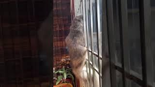 Excited to watch pigeon #cat #catvideos #catfunny #viral #shorts #short #trending #viralvideo