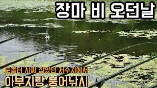 장마에 낚시 가보기//토종터//사짜잡은저수지