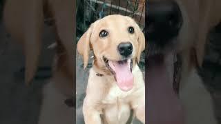 Active Lab puppy | Chennai RR Aquarium