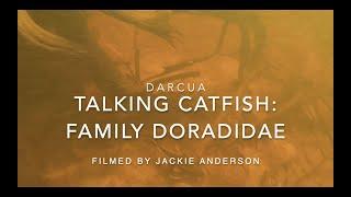 Talking Catfish: Family Doradidae