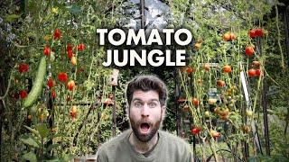 5 Tips to Grow WAY More Tomatoes in Less Space!