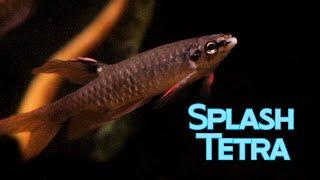 All About Splash Tetra: Pure Subtle Beauty