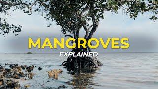 What are Mangrove Trees? | Eco Facts | One Tree Planted