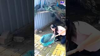 Amazing peacock catching moment #newsong #music #rap #lovesong #bdsports #birds