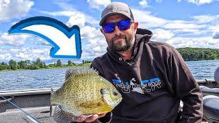 Targeting MEGA Summer Bluegills (1 Pound GIANTS!!)