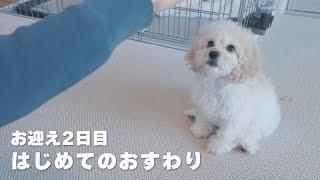 はじめてのおすわり【アメリカンコッカースパニエル×ビションフリーゼ】