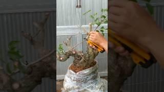 बोनसाई. Membuat bonsai berfungsi.