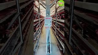 Modern laying hen farming in China, Modern High-tech Chicken Farming, #farming  #shorts S&TUIAI34