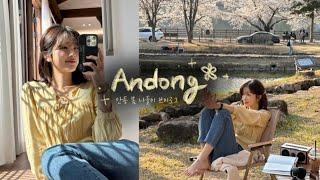 vlog in Korea l Cherry Blossom Picnic in  Andong