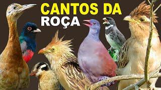 100 CANTOS de AVES DA ROÇA | Cantos que lembram da roça