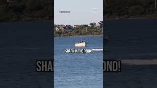 20-foot basking shark spotted in Block Island's Great Salt Pond