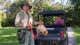 ATV Dog Safety