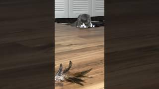 Toca Toca dance cat