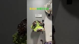 黃色的 發霉石頭