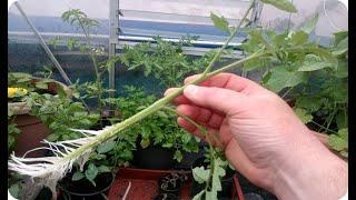 Como CLONAR Una Planta De Tomate PASO A PASO Por Esqueje GUÍA FÁCIL!!! || La Huertina De Toni