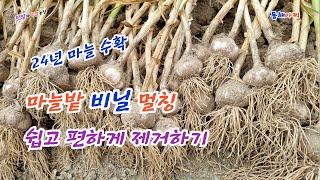 마늘밭 비닐 멀칭 쉽고 편하게 제거하고 마늘 수확하세요.Garlic Field Vinyl Mulching Easy and Easy to Remove